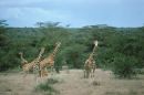 Giraffe